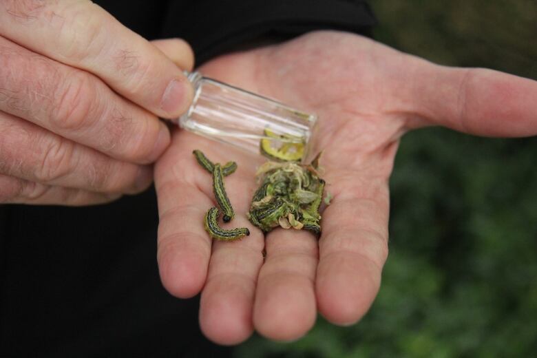 A handful of caterpillars