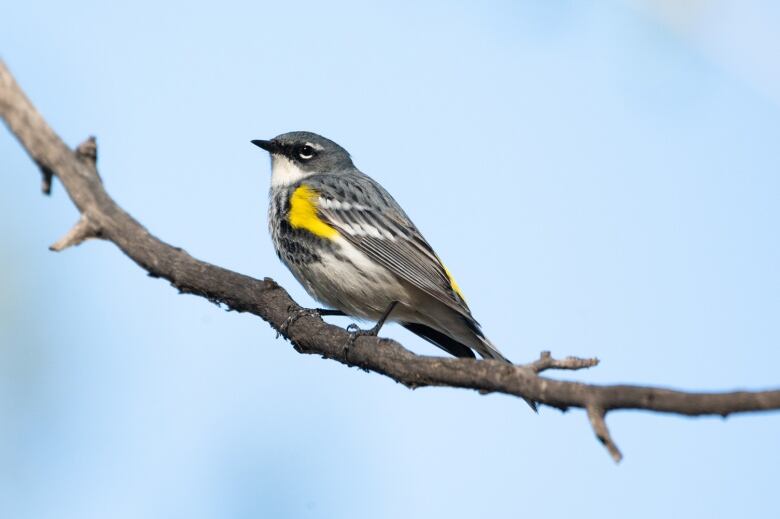 A grey and yellow bird rests on a tree branch with the blue sky visible in the background.