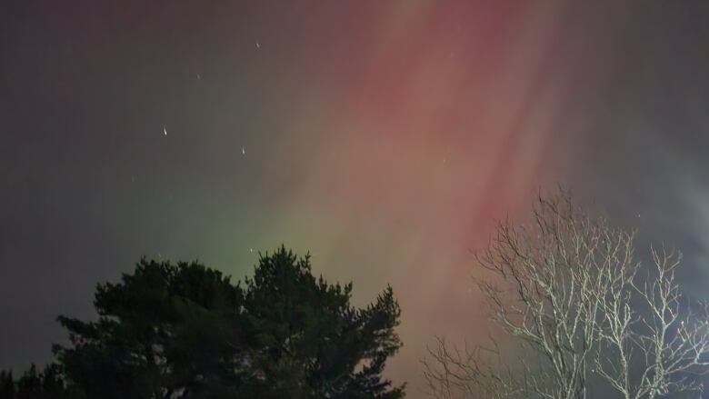 Trees silhouettes in the foreground with northern lights in the sky behind.