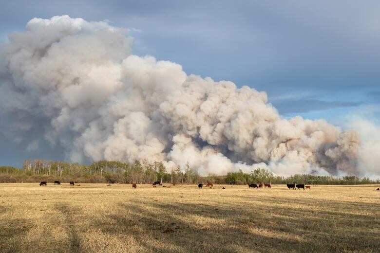 Field of cows with a sky full of smoke.