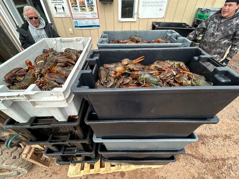 Tubs of lobsters are at the weigh station, being loaded by business Fisherman's Pride. 