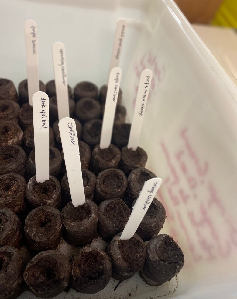 A collection of brown clumps of dirt, some with popsicle sticks used as labels, sit in a plastic tub.