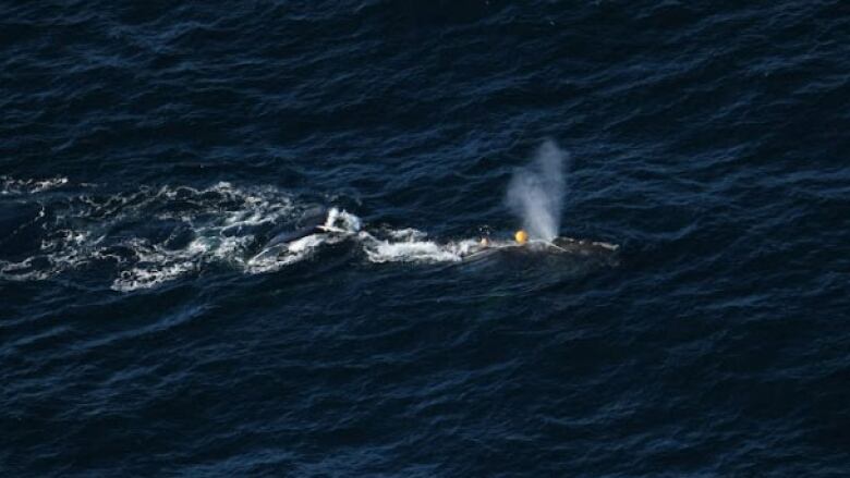 An aerial photo of a whale entangled in gear.