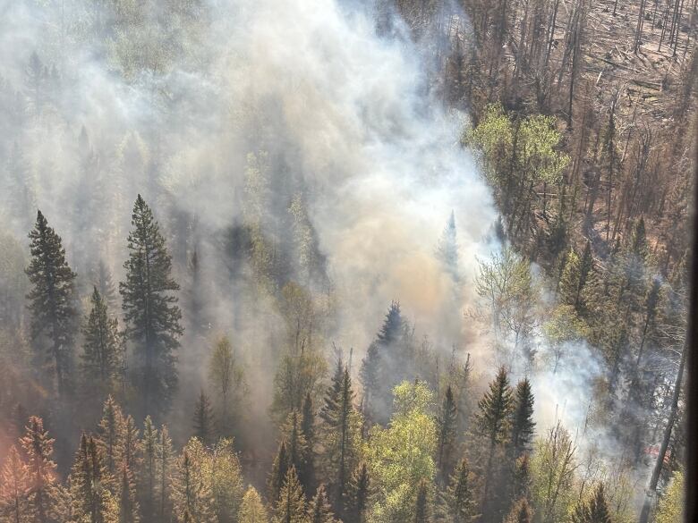 An overhead shot of trees with smoke around them.