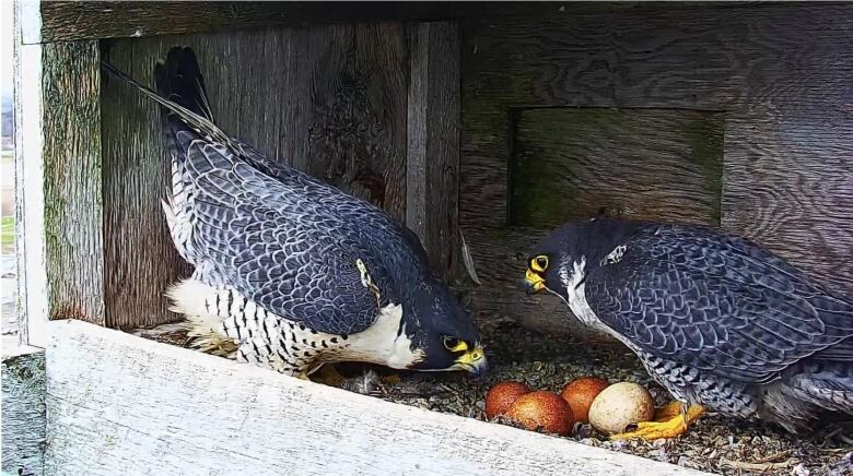 Two falcons care for their unborn chicks