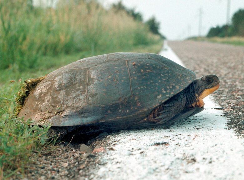 A turtle with a yellow chin sits on the white line at the edge of the road, facing toward the roadway.