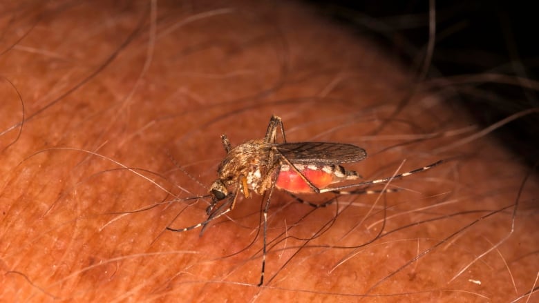 a bug with wings is pictured close up sitting on a person's arm.