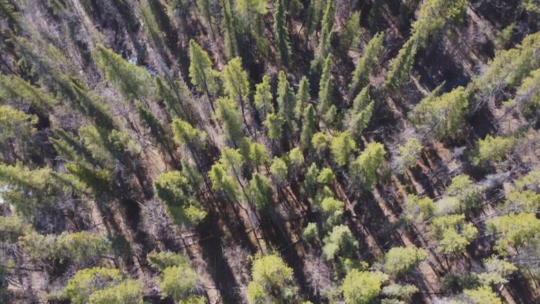 A stand of spruce trees, seen from overhead.