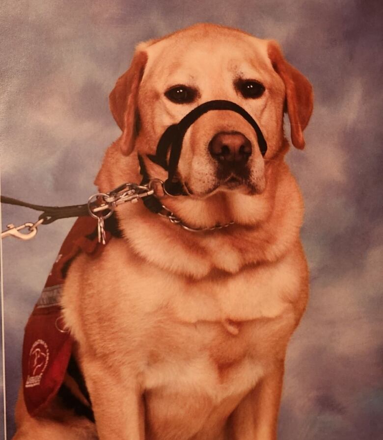 A studio photo of Kito the dog in the same style as a school photo.