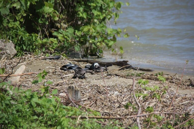 Sandals are shown in the search area at Sandpoint Beach after two international students went missing on May 23, 2024.