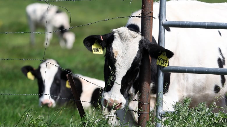 Three black and white dairy cows are behind a barbed wire fence on a green pasture. One cow has its head through the fence, looking at the camera, while a second cow behind it is also looking toward the camera and the third cow in the distance is minding its own business as it eats grass.