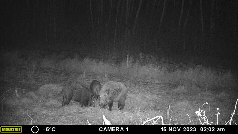 A black and white, night vision image of three pigs standing in a field.