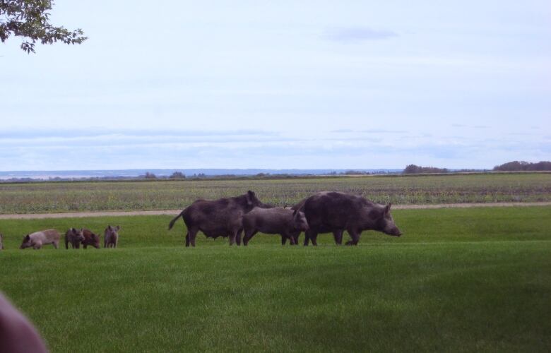 Two large pigs and several smaller pigs are seen in a field.