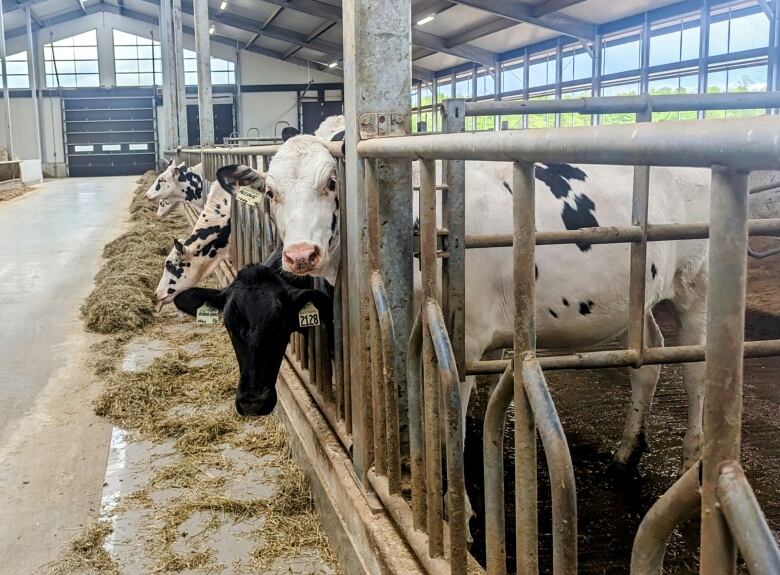 300 cows are milked each day to produce milk at New Galma Dairy.