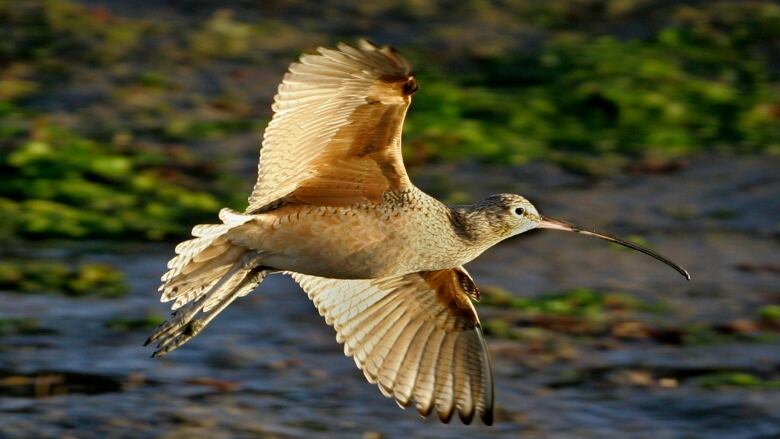 A brown bird with a long, downward-curved bill flies across blue-and-green landscape. 