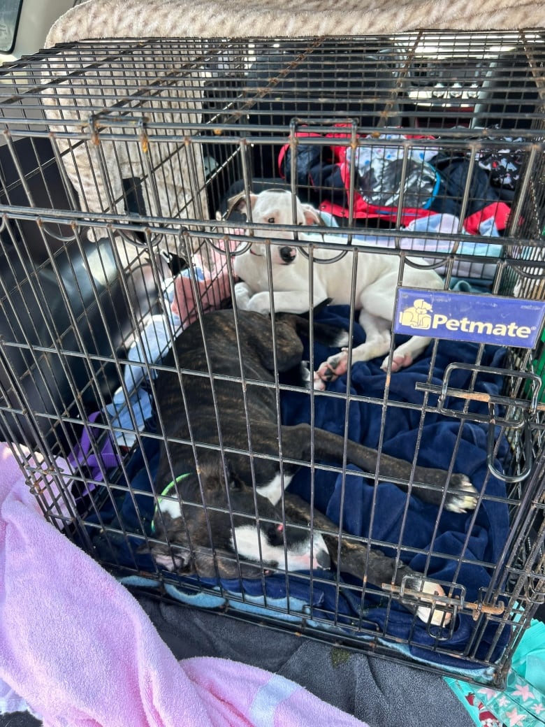 A white dog and black dog sit in cages in the trunk of a vehicle 