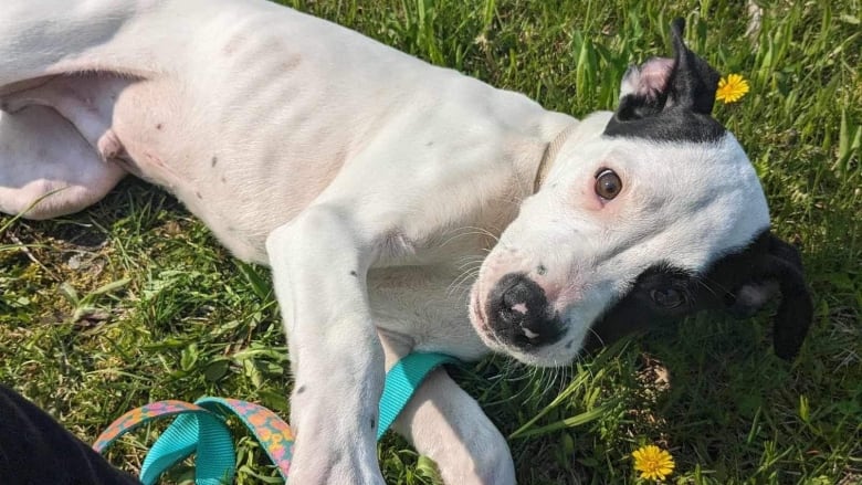 A white and black puppy lies on the grass 