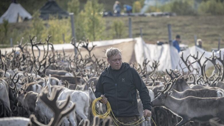 A Sami herder prepares to lasso a reindeer.