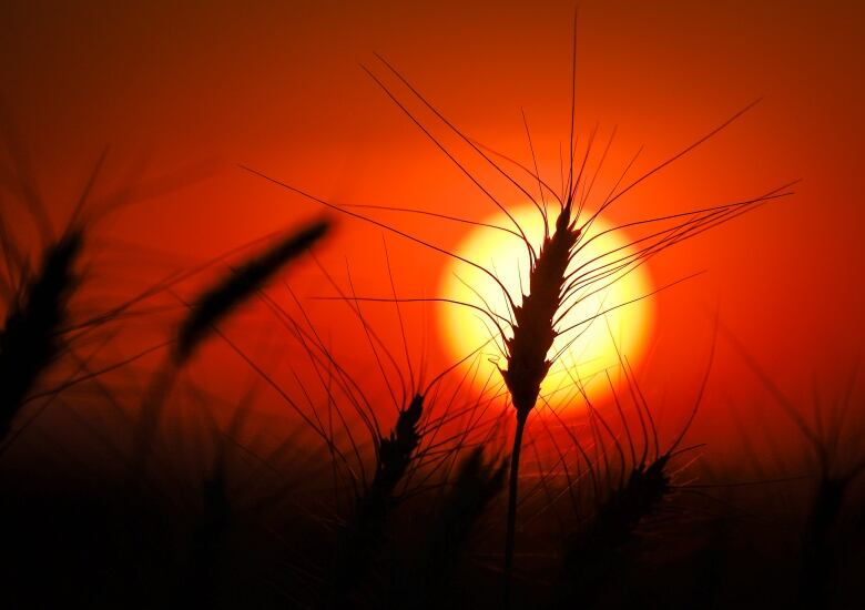 A head of wheat is pictured in a silhouette against an orange and yellow sun and sky.