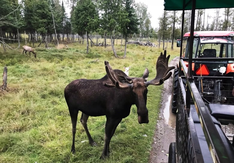 A moose with large antlers stares at a camera in a large field. The moose is next to a safari vehicle, with another moose off in the distance.