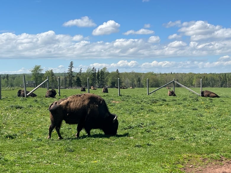 Buffaloes in a field.