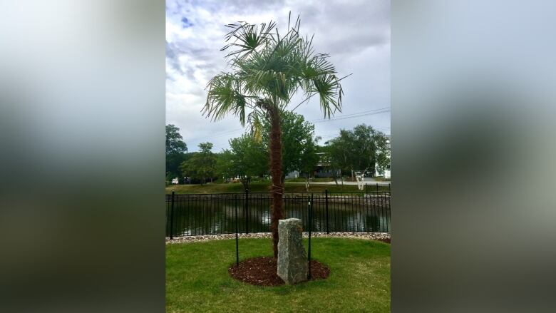 A lone palm tree stands in front of a pond that is surrounded by a fence. 