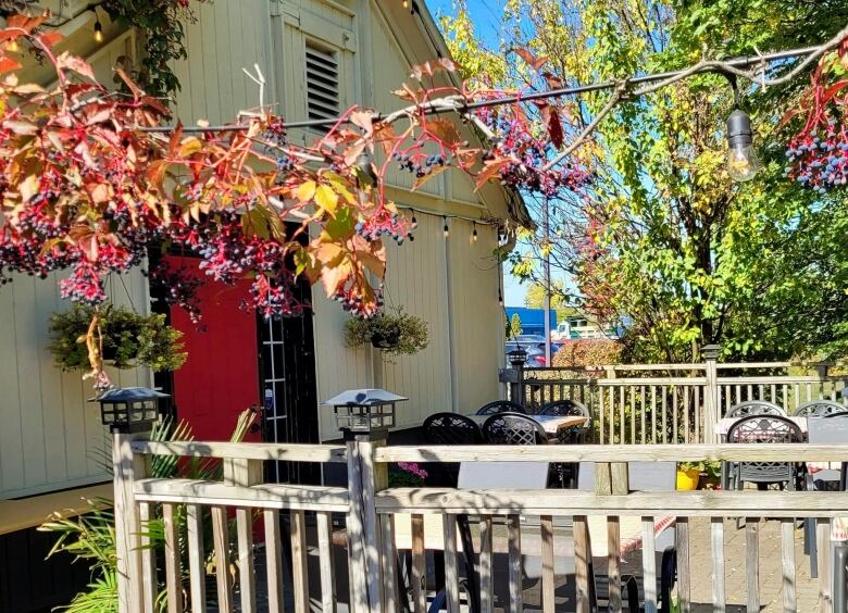 A patio surrounded by trees and grape vines