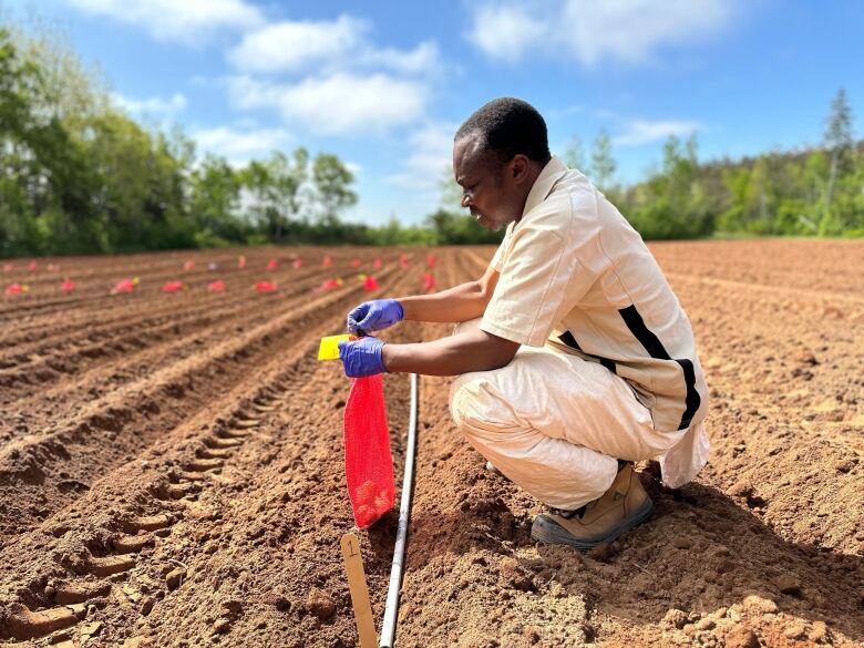 A man crouches in a potato field holding a bright red bag with about a dozen potatoes to be planted. 