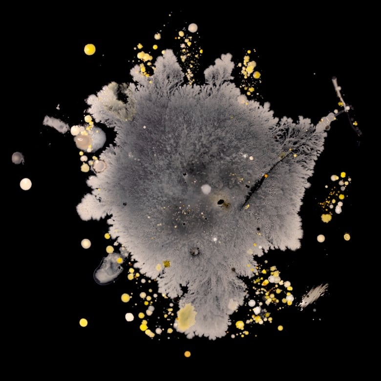 A 'microbial selfie' that shows different germs, fungi and/or yeast that grew from a handprint, on a black background.