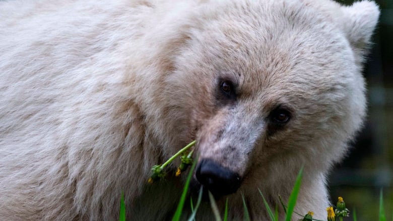 A white grizzly bear nibbles on dandelions.