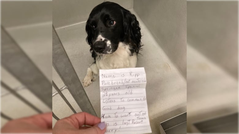 A dog with a piece of paper in front of it. 