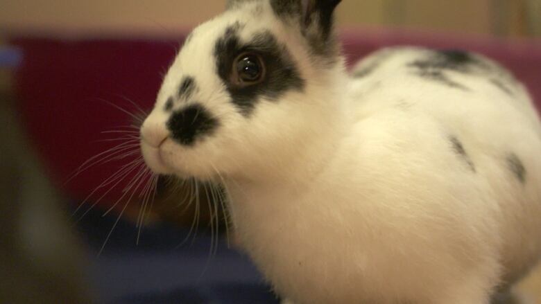 A white and black rabbit.