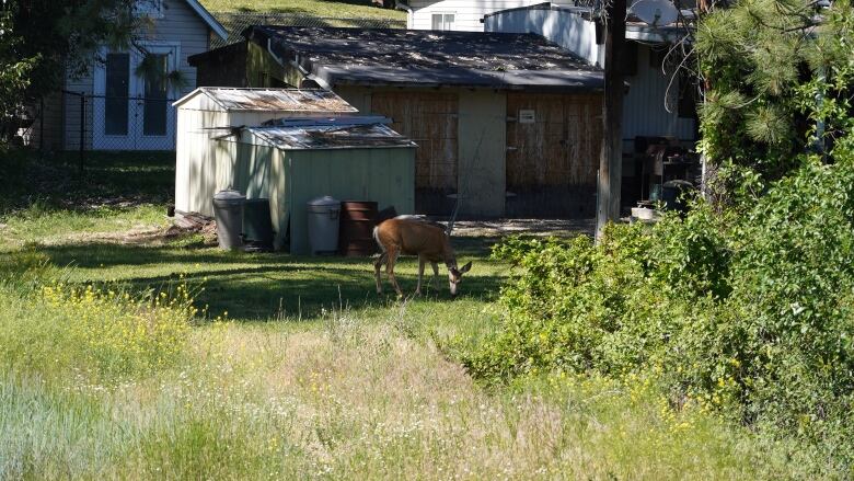 A deer grazing.