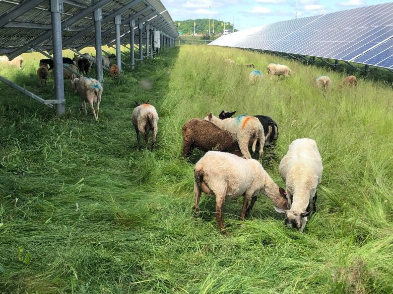 Sheep eating in grass near solar panels. 