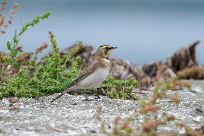 A bird with yellow markings stand on the ground