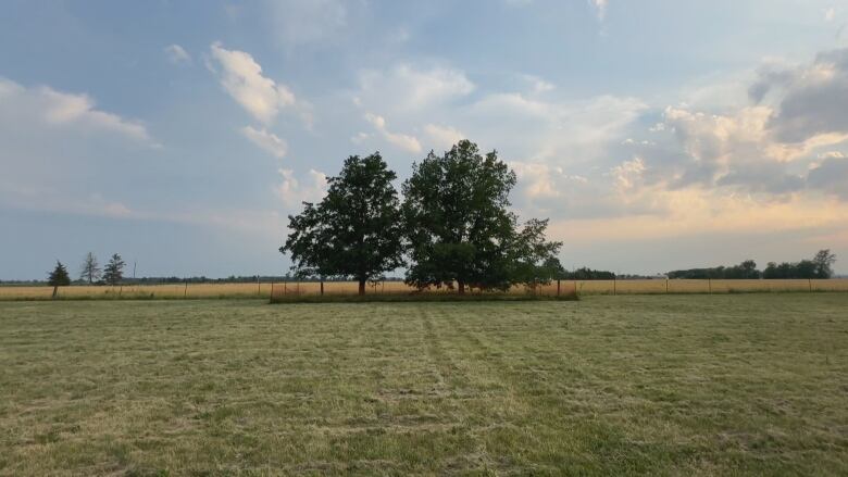 far away shot of the two trees with orange fencing. Sun is shining out from the clouds against a farm field backdrop.