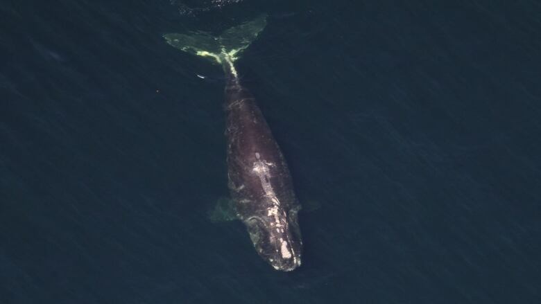 Right Whale