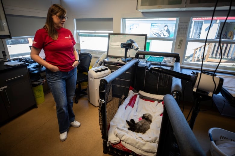 A baby sea otter lies in a crib while a staff member looks on.