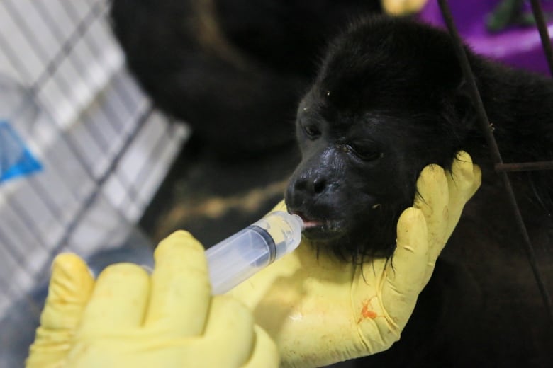 A veterinarian feeds a young howler monkey rescued amid extremely high temperatures in Tecolutilla, Mexico in May. Dozens of howler monkeys were found dead in the Gulf coast region while others were rescued by residents who rushed them to a local veterinarian.