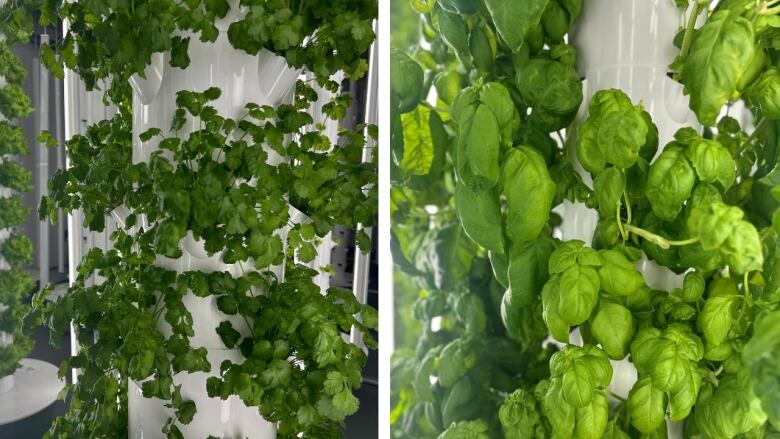 Two photos side-by-side show green plants growing out of white, illuminated towers.