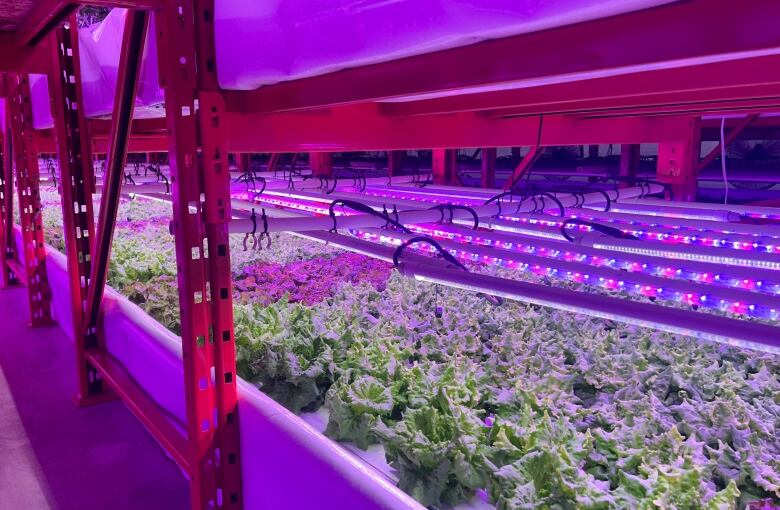 Leafy green plants grow in rows inside a building with a purplish glow.