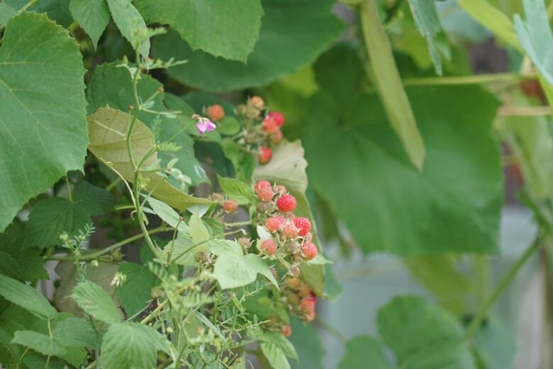 Raspberries growing in the wild.