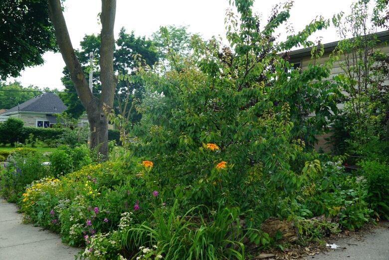 Trees and bushes bearing fruits on front lawn.