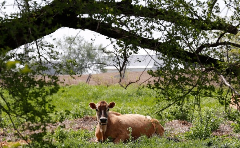 A cow lies in a field. 