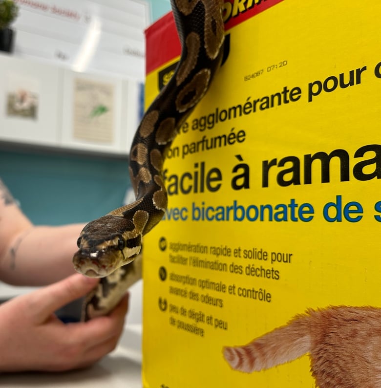 A small ball python slithers over a yellow box of cat litter.