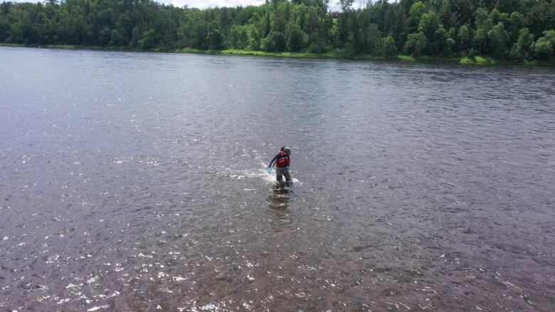 Drone shot of a person walking through the water.