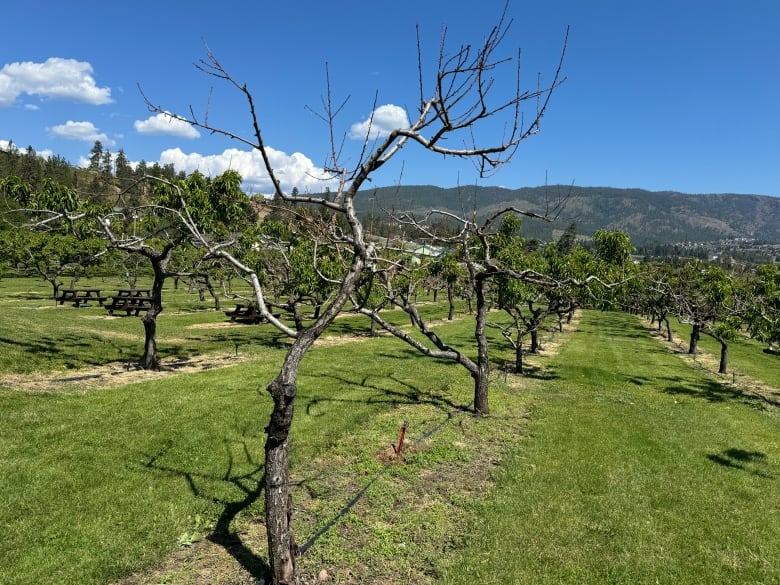 A barren peach tree in a sunny orchard. The tree has no leaves or fruit and is grey and dead.