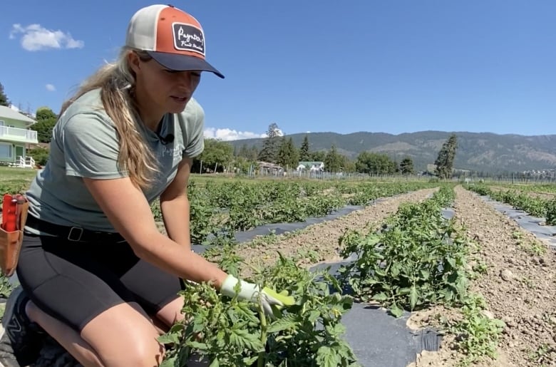 A female farmer kneels in the soil in front of a tomato plant on a sunny day in West Kelowna. 