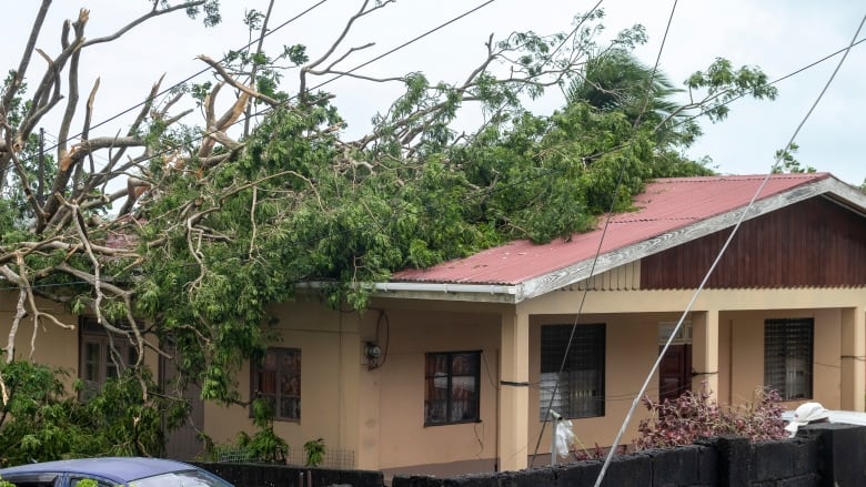 A toppled tree lies on the roof of a house.