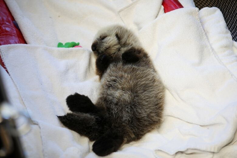 A tiny otter lies on a sheet.